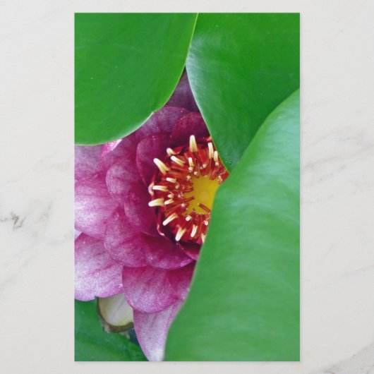 Rosa Wasserlilie Briefpapier (Vorderseite)