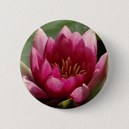 Rosa Wasserlilie Button (Vorderseite)