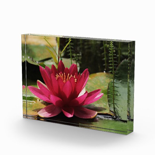 Rosa Wasserlilie Fotoblock (Rechts)