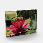 Rosa Wasserlilie Fotoblock (Links)
