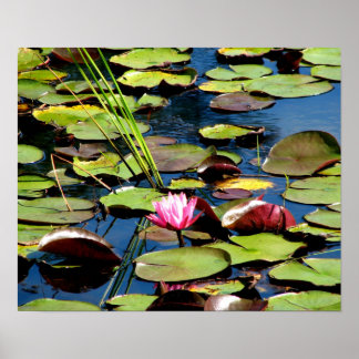 " Rosa Wasserlilie in Reinstein Woods Poster