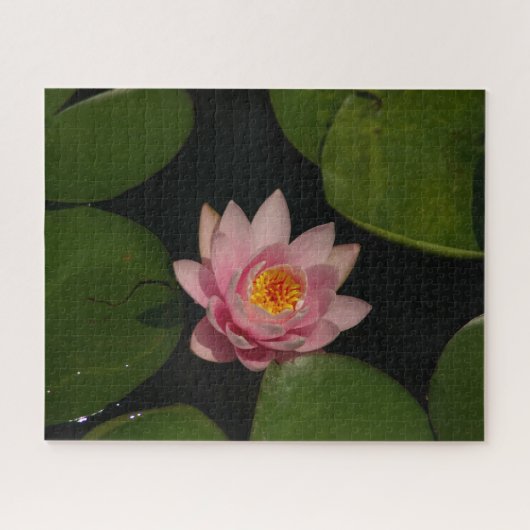 Rosa Wasserlilie Jigsaw Puzzle (Horizontal)