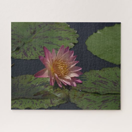 Rosa Wasserlilie Jigsaw Puzzle (Horizontal)
