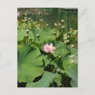 Rosa Wasserlilie Lotus Blume in einem Teich im Som Postkarte
