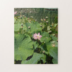 Rosa Wasserlilie Lotus Blume in einem Teich im Som Puzzle