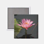 Rosa Wasserlilie Lotus-Magnet Magnet (Vorderseite/Rückseite)
