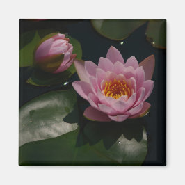 Rosa Wasserlilie Magnet