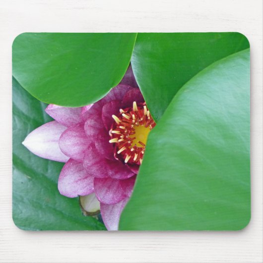 Rosa Wasserlilie Mousepad (Vorne)