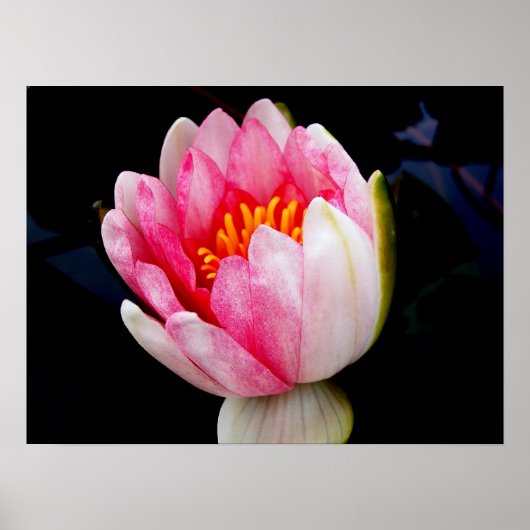 Rosa Wasserlilie Poster (Vorne)