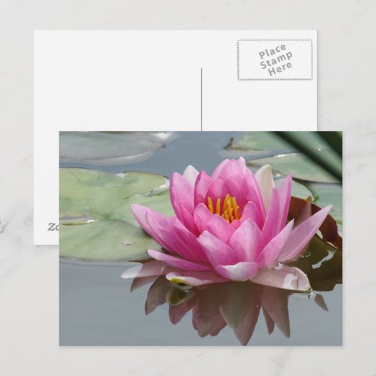 Rosa Wasserlilie Postkarte (Vorne/Hinten)