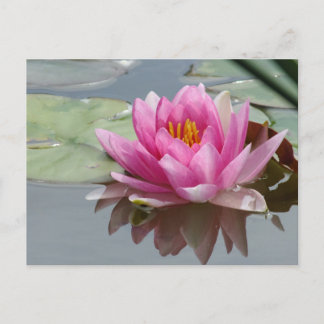 Rosa Wasserlilie Postkarte
