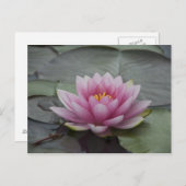 Rosa Wasserlilie Postkarte (Vorne/Hinten)