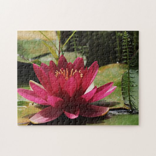Rosa Wasserlilie Puzzle (Horizontal)