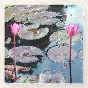 Rosa Wasserlilien in einem Teich Glasuntersetzer
