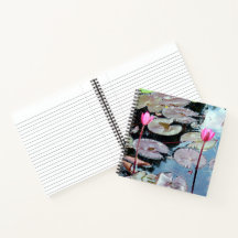 Rosa Wasserlilien in einem Teich