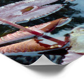 Rosa Wasserlilien in einem Teich Poster (Ecke)