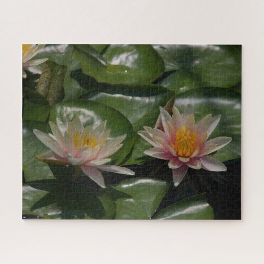 Rosa Wasserlilien Jigsaw Puzzle (Horizontal)