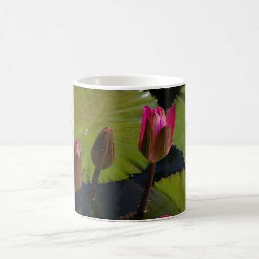 Rosa Wasserlilien Kaffeetasse (Mittel)