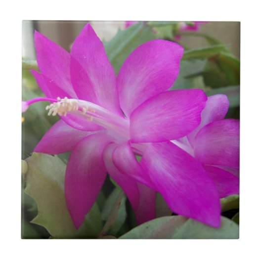 Rosa Weihnachtskaktus blühen Fliese (Vorderseite)