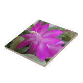 Rosa Weihnachtskaktus blühen Fliese (Seite)