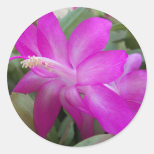 Rosa Weihnachtskaktus blühen Runder Aufkleber
