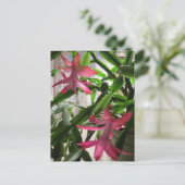 Rosa Weihnachtskaktuss-Blumen Feiertagspostkarte (Stehend Vorderseite)