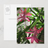 Rosa Weihnachtskaktuss-Blumen Feiertagspostkarte (Vorne/Hinten)