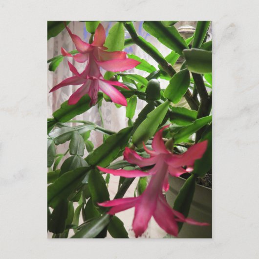 Rosa Weihnachtskaktuss-Blumen Feiertagspostkarte (Vorderseite)