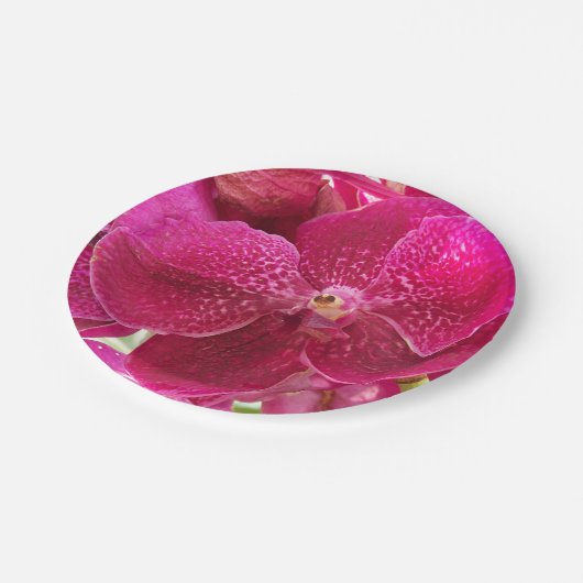 Rosa, Weiß, Orchidee Blume, Natur, Sommer, Garten Pappteller (Schrägansicht)