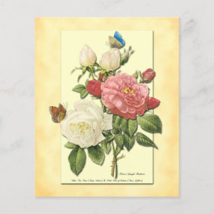 Rosa Weiß Vintage Botanische Rosen Flyer Vorlage
