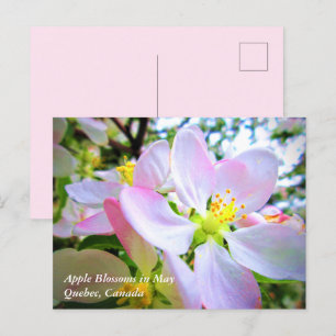 Rosa weiße Apfelblüten im Mai Kanada Postkarte