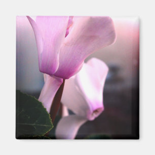 Rosa Weiße Blume Foto Square Magnet