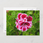 rosa weiße Blume Postkarte (Vorne/Hinten)