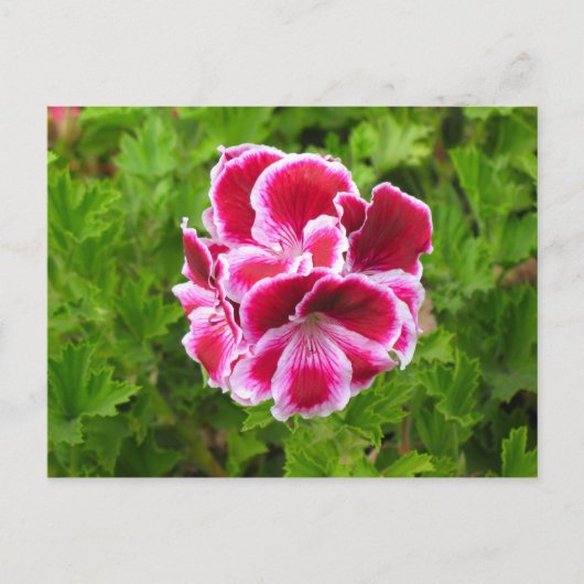 rosa weiße Blume Postkarte (Vorderseite)