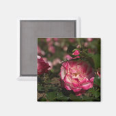 Rosa & Weiße Rose Magnet (Vorderseite/Rückseite)