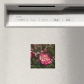 Rosa & Weiße Rose Magnet (In Situ (Geschirrspüler))