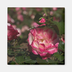 Rosa & Weiße Rose Magnet