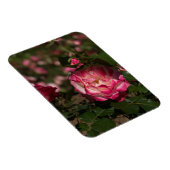 Rosa & Weiße Rose Magnet (Rechte Seite)