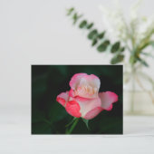 Rosa-Weiße Rose Postkarte (Stehend Vorderseite)