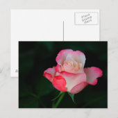 Rosa-Weiße Rose Postkarte (Vorne/Hinten)