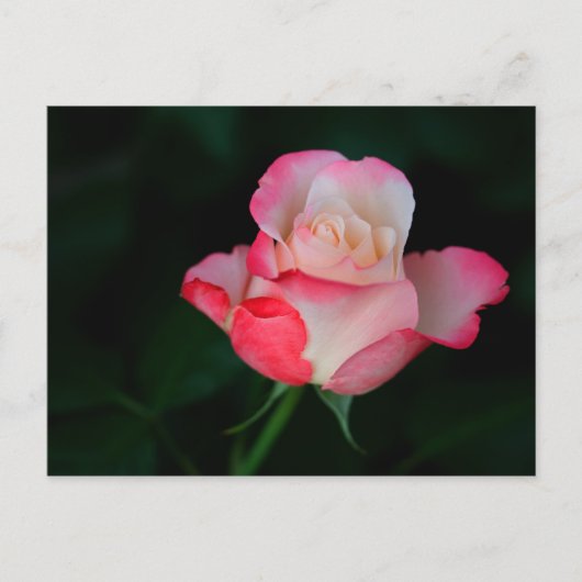 Rosa-Weiße Rose Postkarte (Vorderseite)