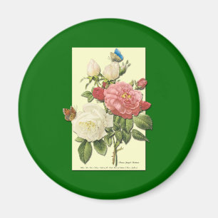 Rosa Weiße Vintage Botanische Rosen Magnet