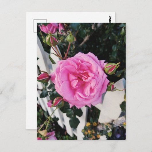 Rosa-weiße Zaun Postkarte (Vorne/Hinten)