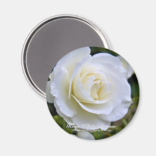 Rosa White Arrow グ ネ Magnet (Vorderseite/Rückseite)