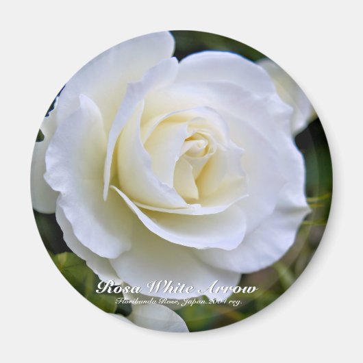 Rosa White Arrow グ ネ Magnet (Vorne)