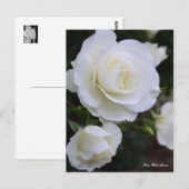 Rosa White Arrow:Postcard Postkarte (Vorne/Hinten)