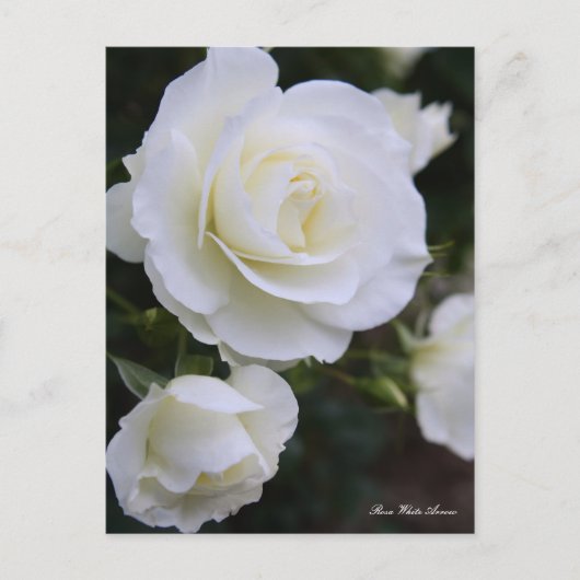 Rosa White Arrow:Postcard Postkarte (Vorderseite)