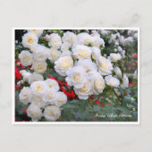 Rosa White Arrow Postkarte (Vorderseite)