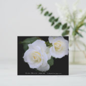 Rosa White Arrow Postkarte (Stehend Vorderseite)