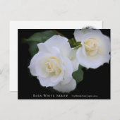Rosa White Arrow Postkarte (Vorne/Hinten)